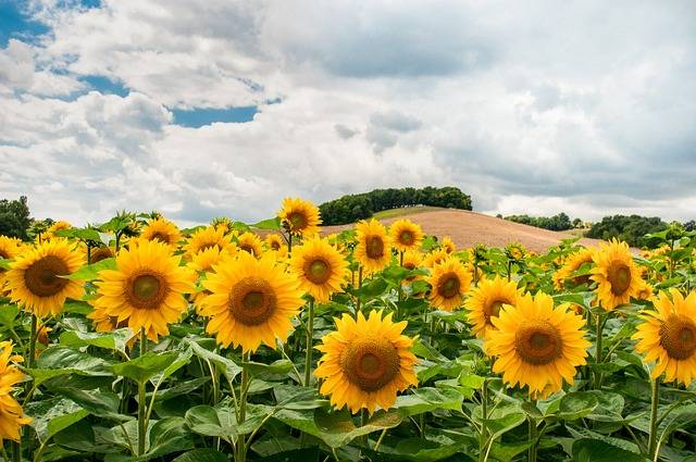 Illuminate Your Love with the You Are My Sunshine Sunflower Necklace https://neogearstore.com