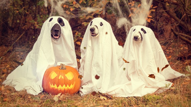 Haunted History Uncovering the Origins of Halloween Traditions