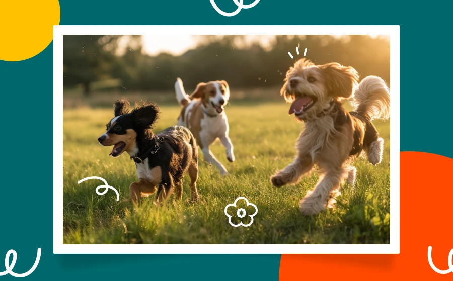 A Group of Dogs Running