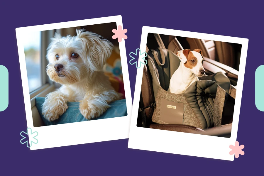 A Must-Have Accessory for Fashion-Forward Dog Owners