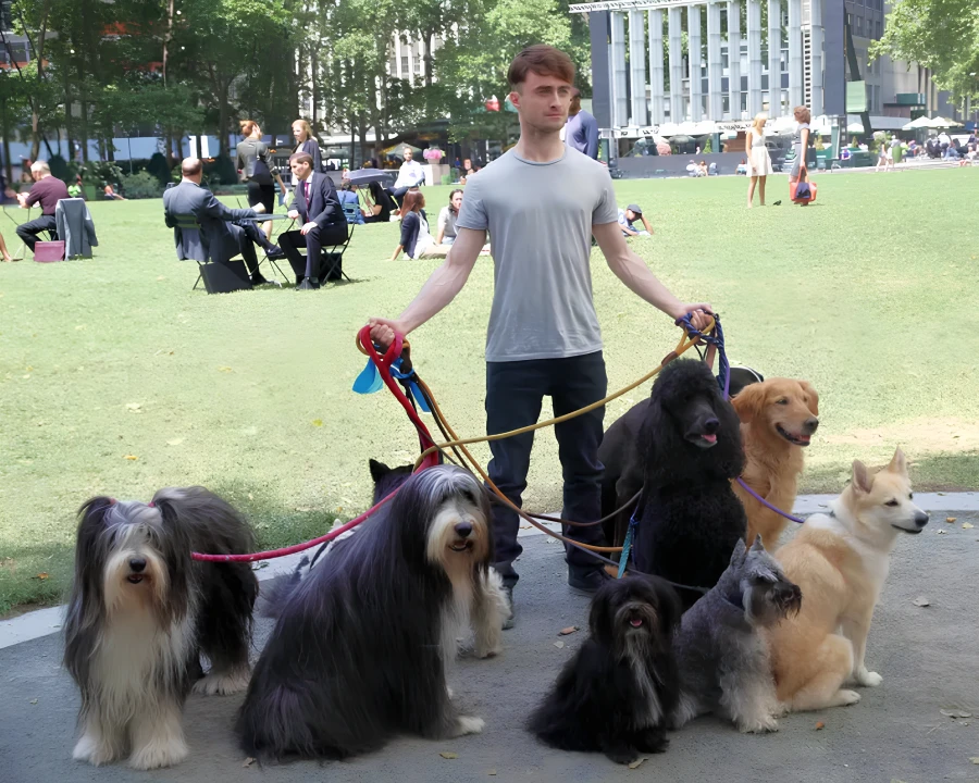 A Must-Have Pet Accessories for Active Dog Owners