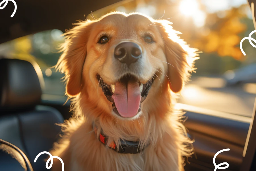 A Must-Have Travel Pet Gears for Active Pet Families