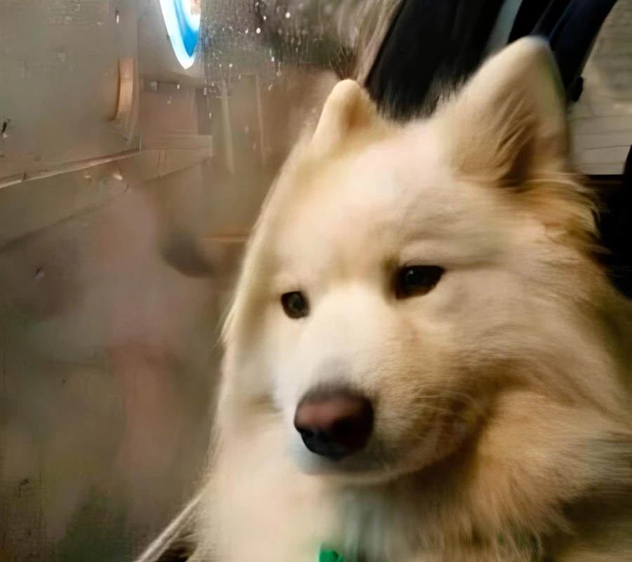 A dog sits next to a vehicle window