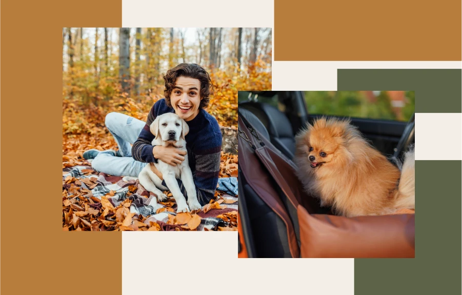 Enhance Your Dog’s Journey with This Essential Travel Item