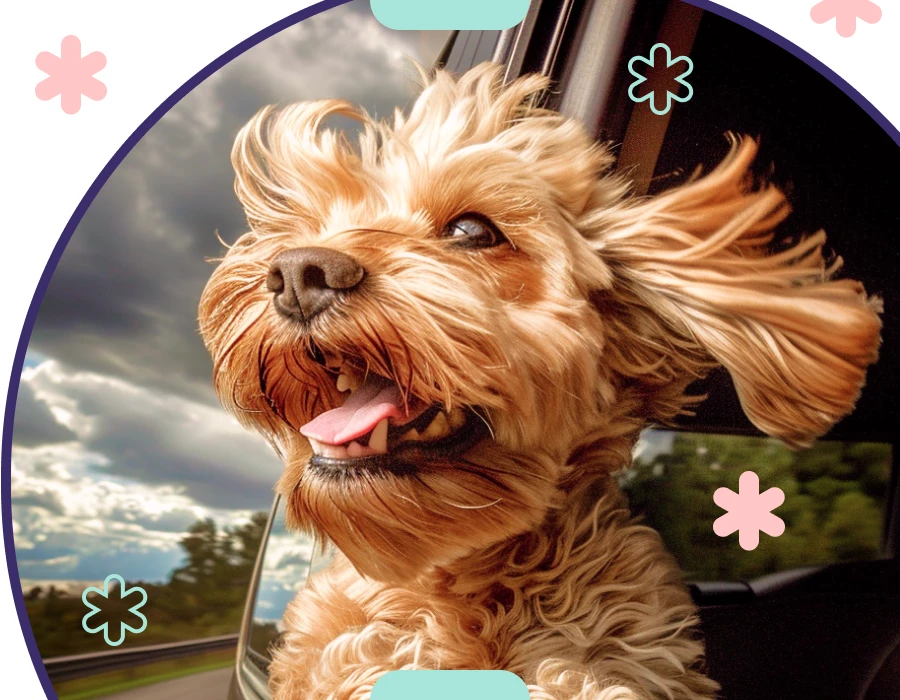 Every Dog Parent Needs a Dog Carrier Car Seat