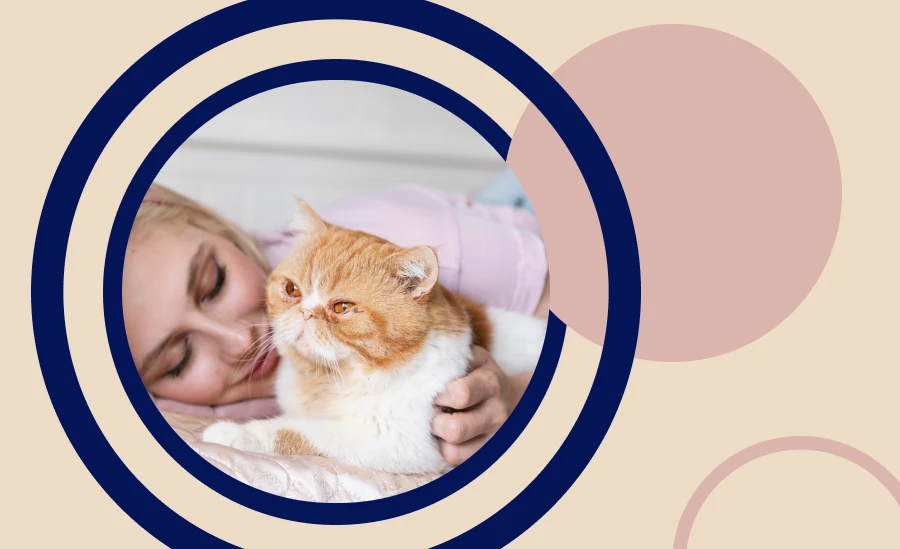 Finding the right stimulating cat toy for indoor cats