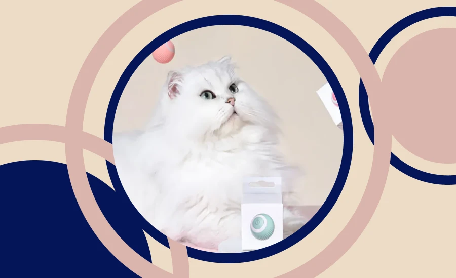 Keeping your indoor cat entertained and physically active