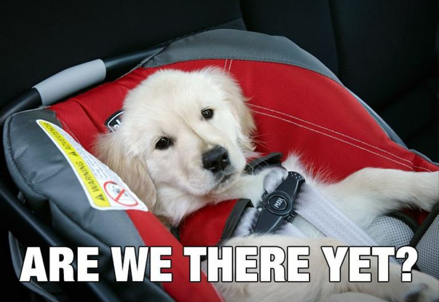 Ready to Upgrade Your Dog’s Travel Experience