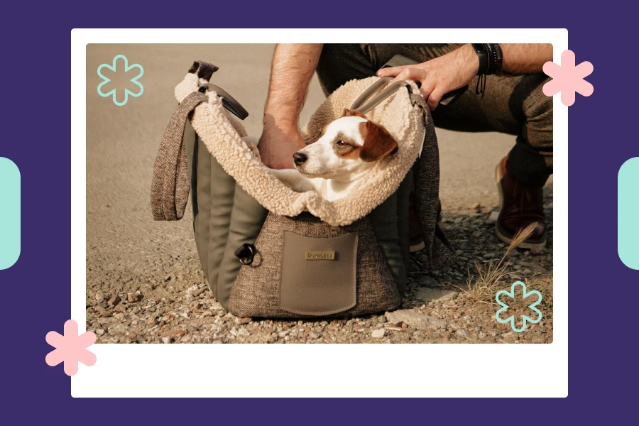 Stylish and Functional Gear Every Chic Pet Parent Needs