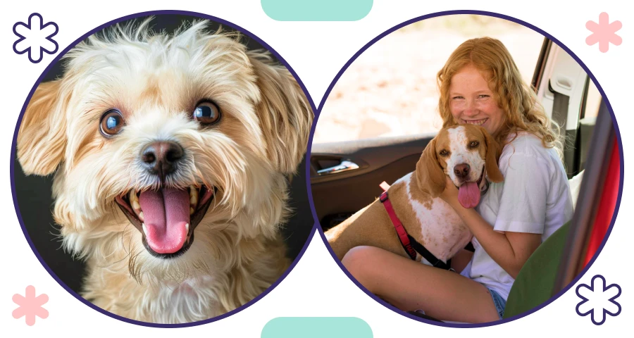 The Ideal Everyday Accessory for Fashionable Dog Owners