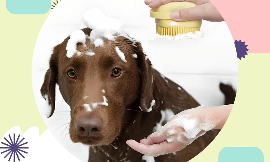 Transform Pet Bath Time into a Spa Experience