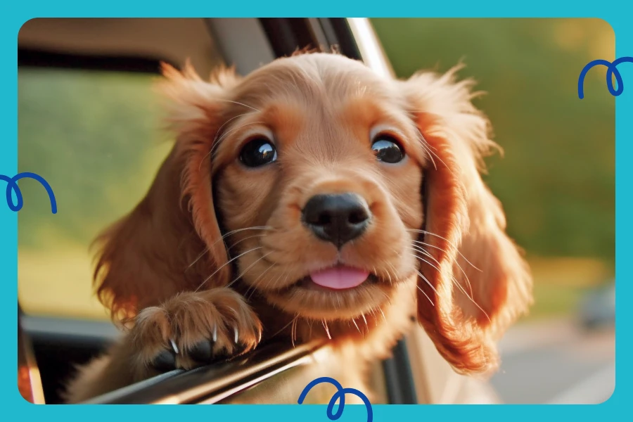 Traveling with a dog can transform a simple car ride into an adventure