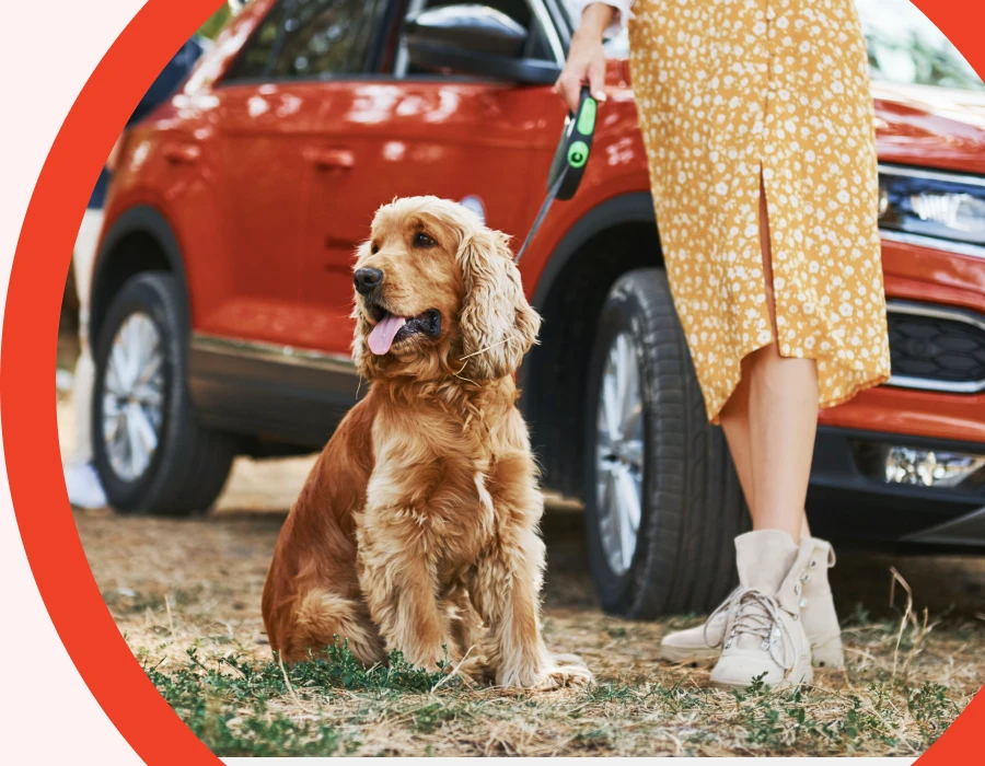 Turn Travel Time into Tail-Wagging Fun With Pet Travel Gear