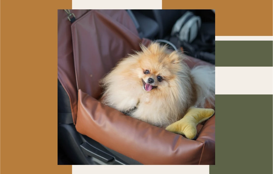 Upgrade Your Dog’s Travel Comfort with This Essential Gear