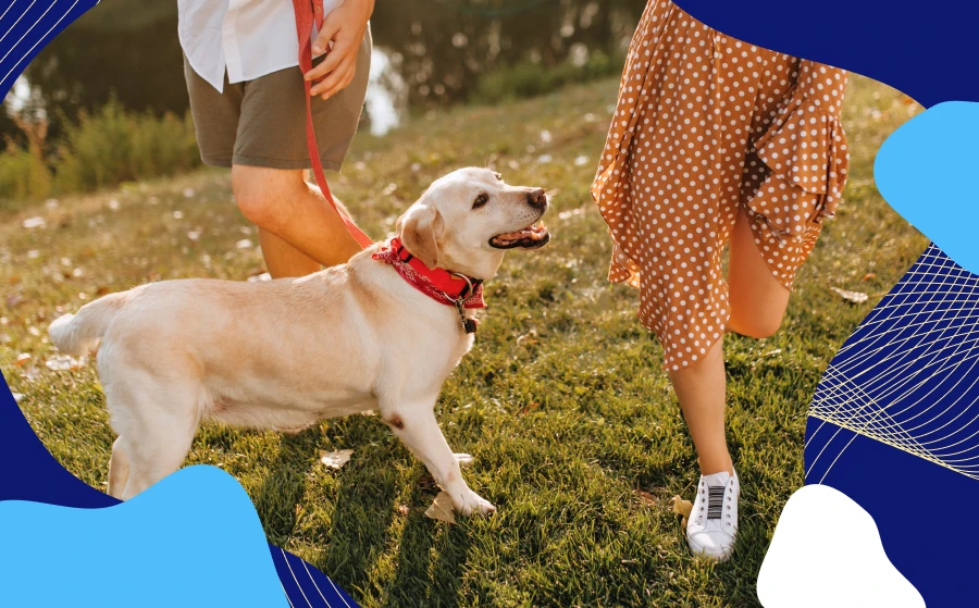 A Dog Owner Taking A Dog Walking In the Afternoon