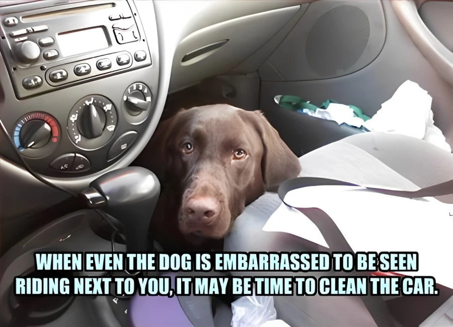 A Funny Picture Of A Dog Hide In The Car