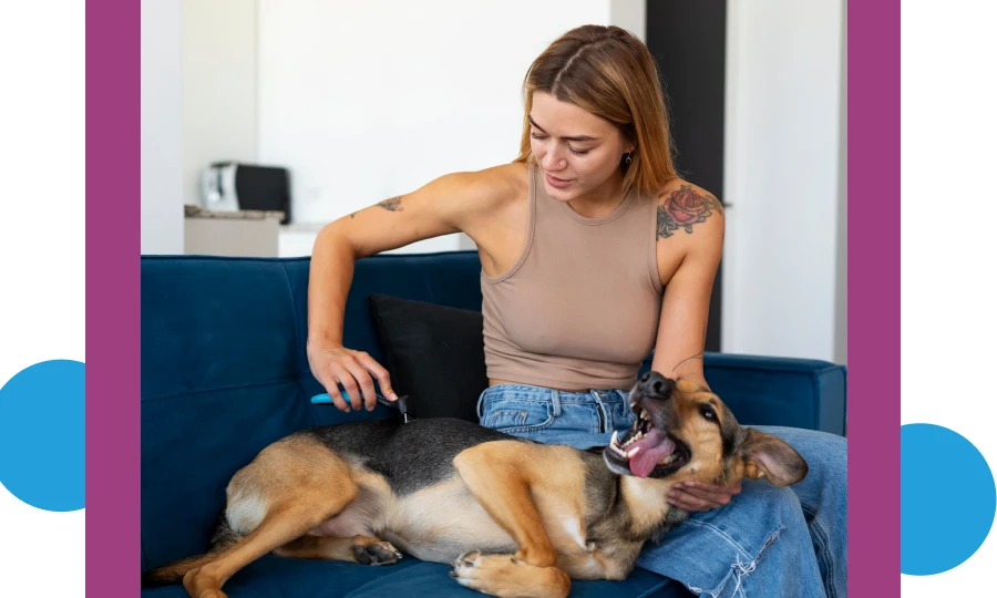 A Must-Have Pet Care From Neo Gear Store for Grooming Enthusiasts