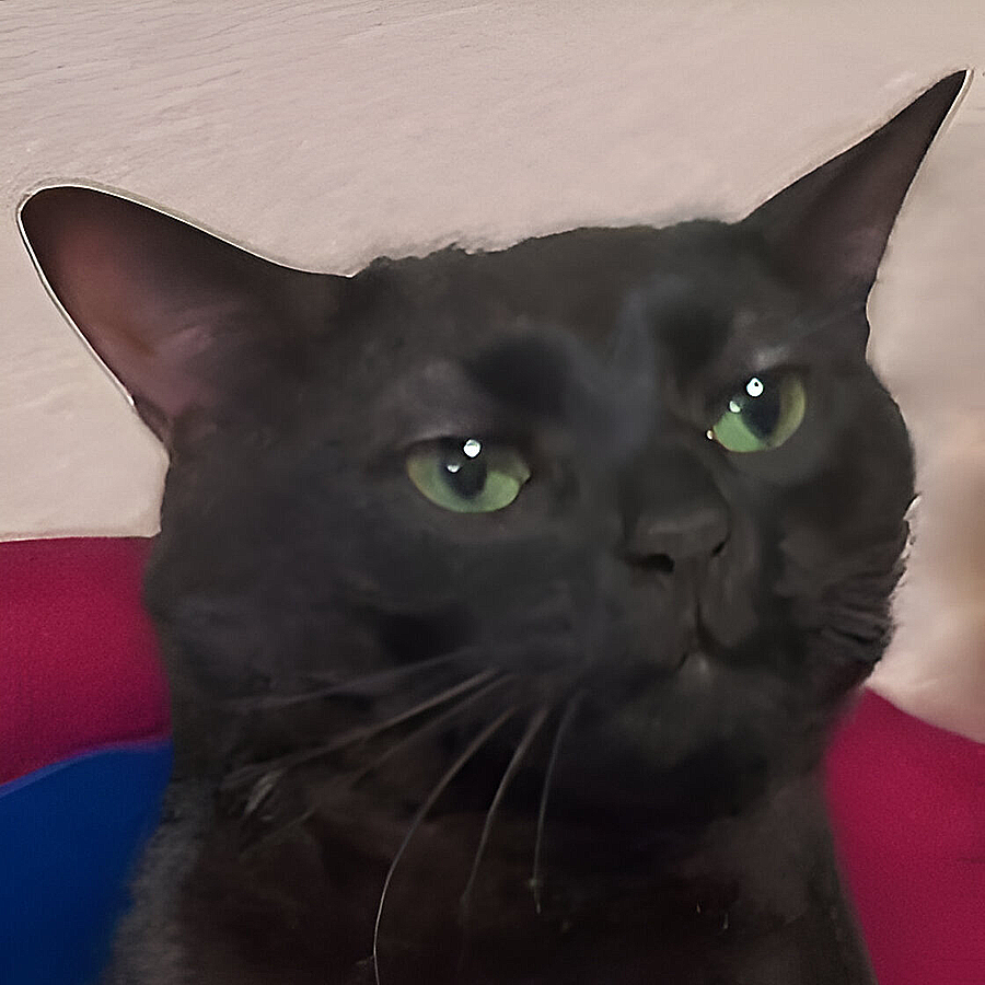 A Picture Of A Black Cat