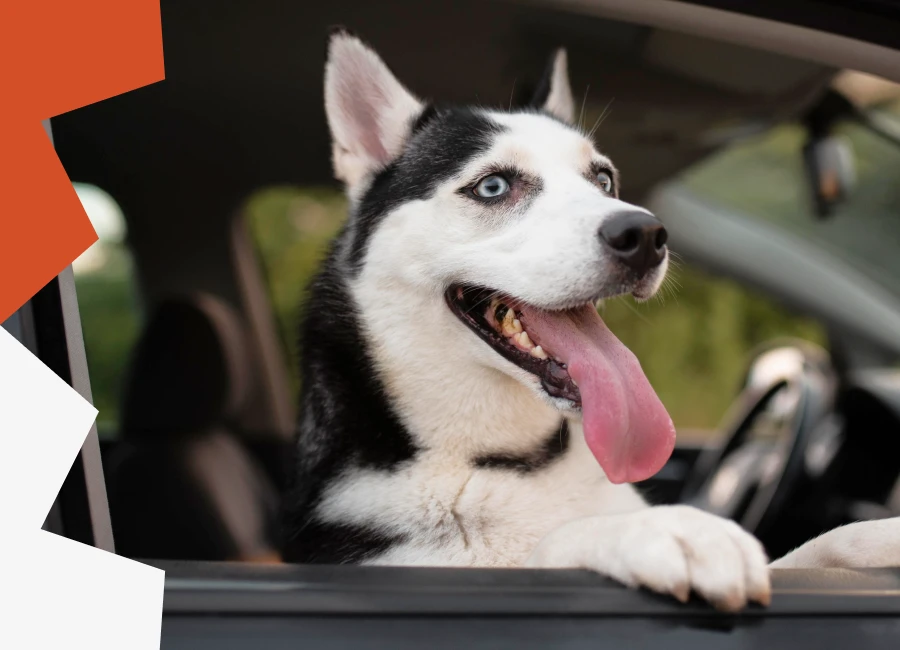 Every Dog Owner Needs a Car Hammock for Everyday Road Trips