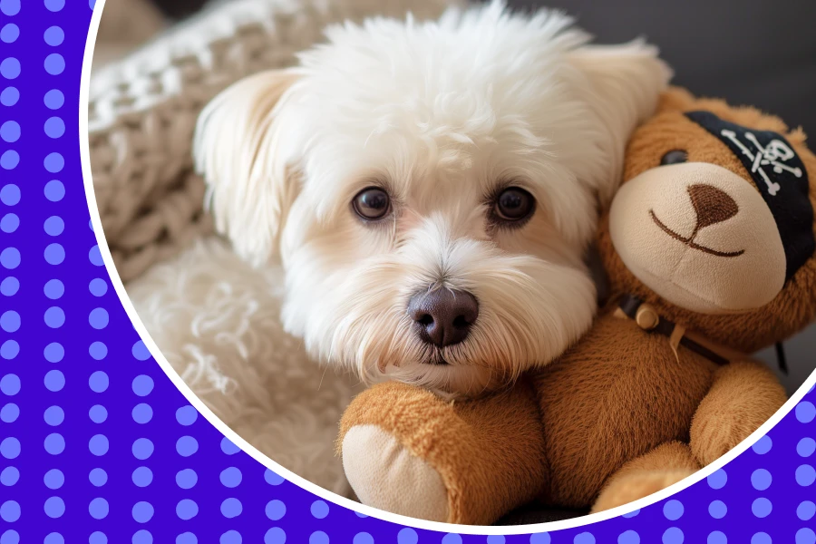 Ideal Pet Accessory for Your Beloved Furry Friend