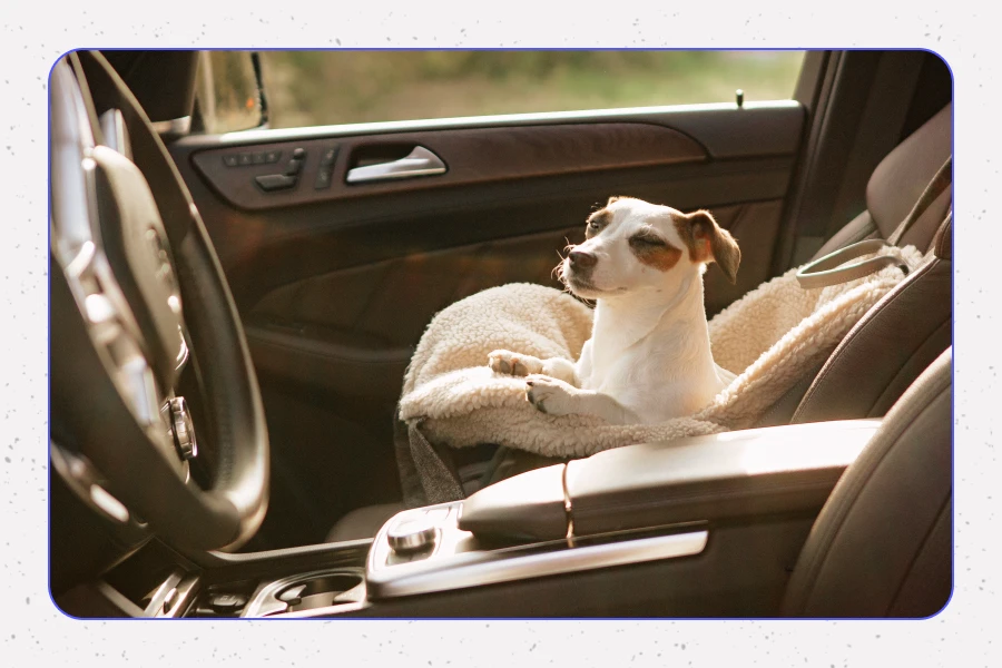 Join the Ranks of Satisfied Pet Owners With Pet Travel Care