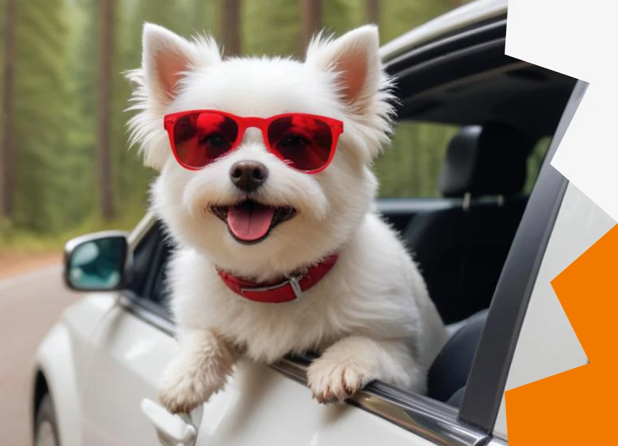 Keep Your Car Clean and Your Dog Happy with a Travel Hammock