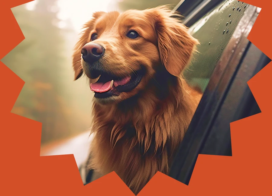 Learn Here Ultimate Road Trip Comfort With Dog Car Hammocks That Keep Pets Safe