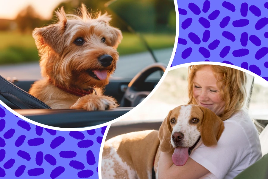 Learn More Tips for Choosing the Ideal Dog Carrier Purse