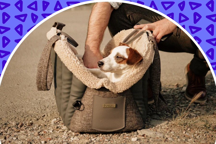 Must-Have Gear for Every Pet Lover is Companion