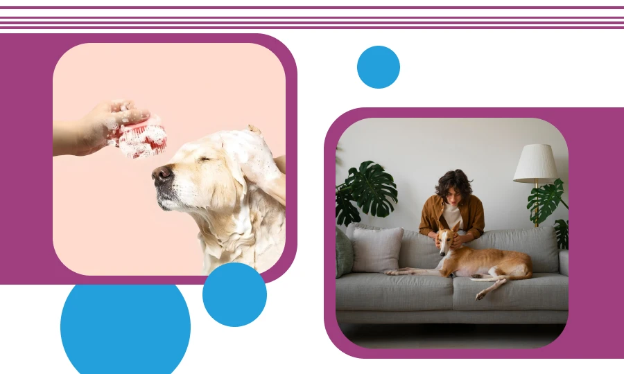 Say Goodbye to Pet Hair Mess With Pet Grooming Tools
