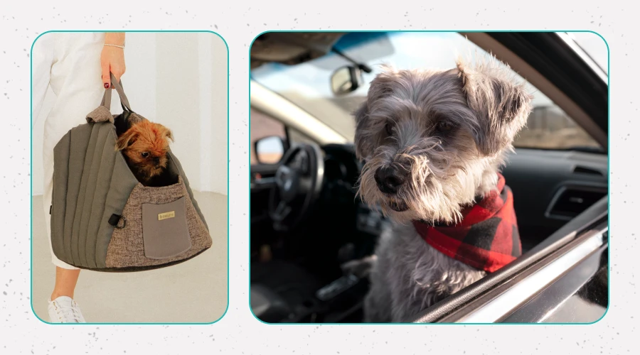 Traveling with Your Furry Best Friend with Pet Travel Gear