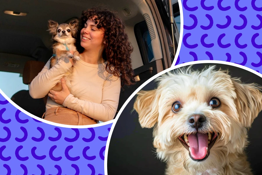 Upgrade your travel game with the pet travel gear accessories