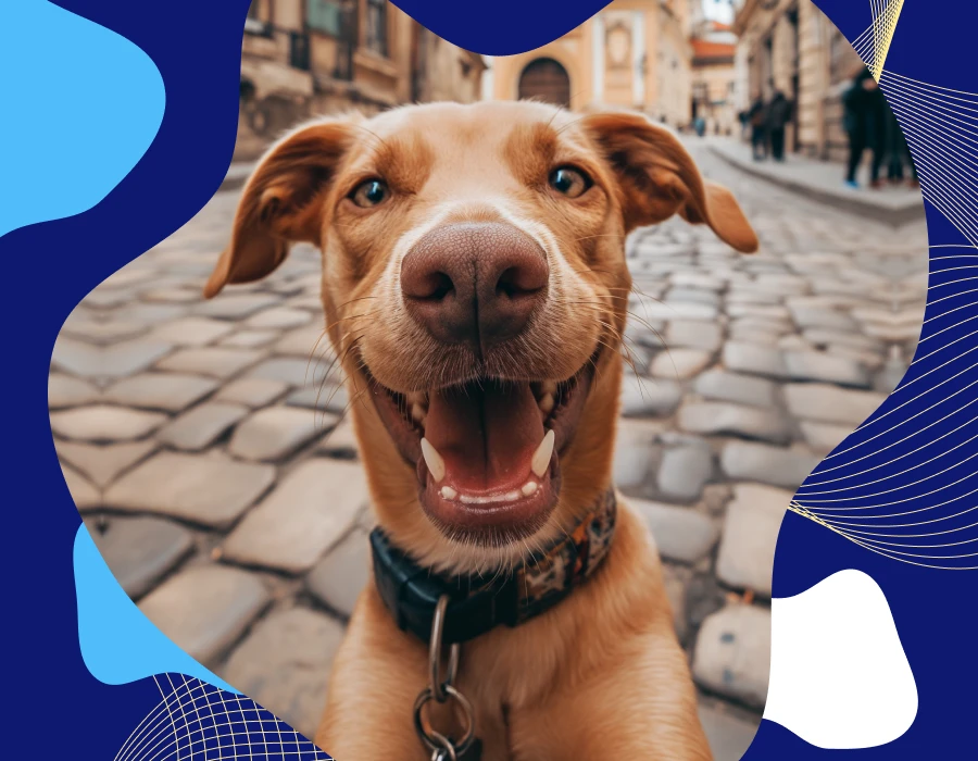 Why Every Dog Walker is Talking About This Dog Walking Bag